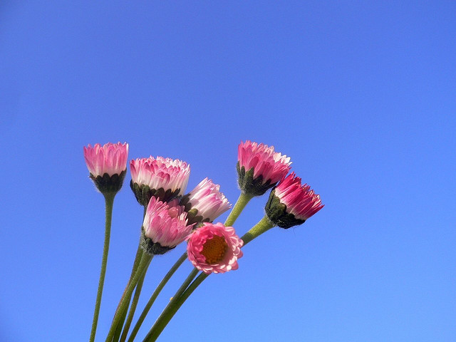 Bellis Perennis
